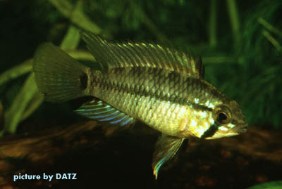 Apistogramma pleurotaenia